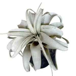 Xerographica Indoor Air Plant - Low-Maintenance - Air Purifying for Home and Office - Low Light Tolerant - Curling Leaves - Outdoor Tropical Plant in Zones 9 to 11 - No Soil Needed for Nutrients