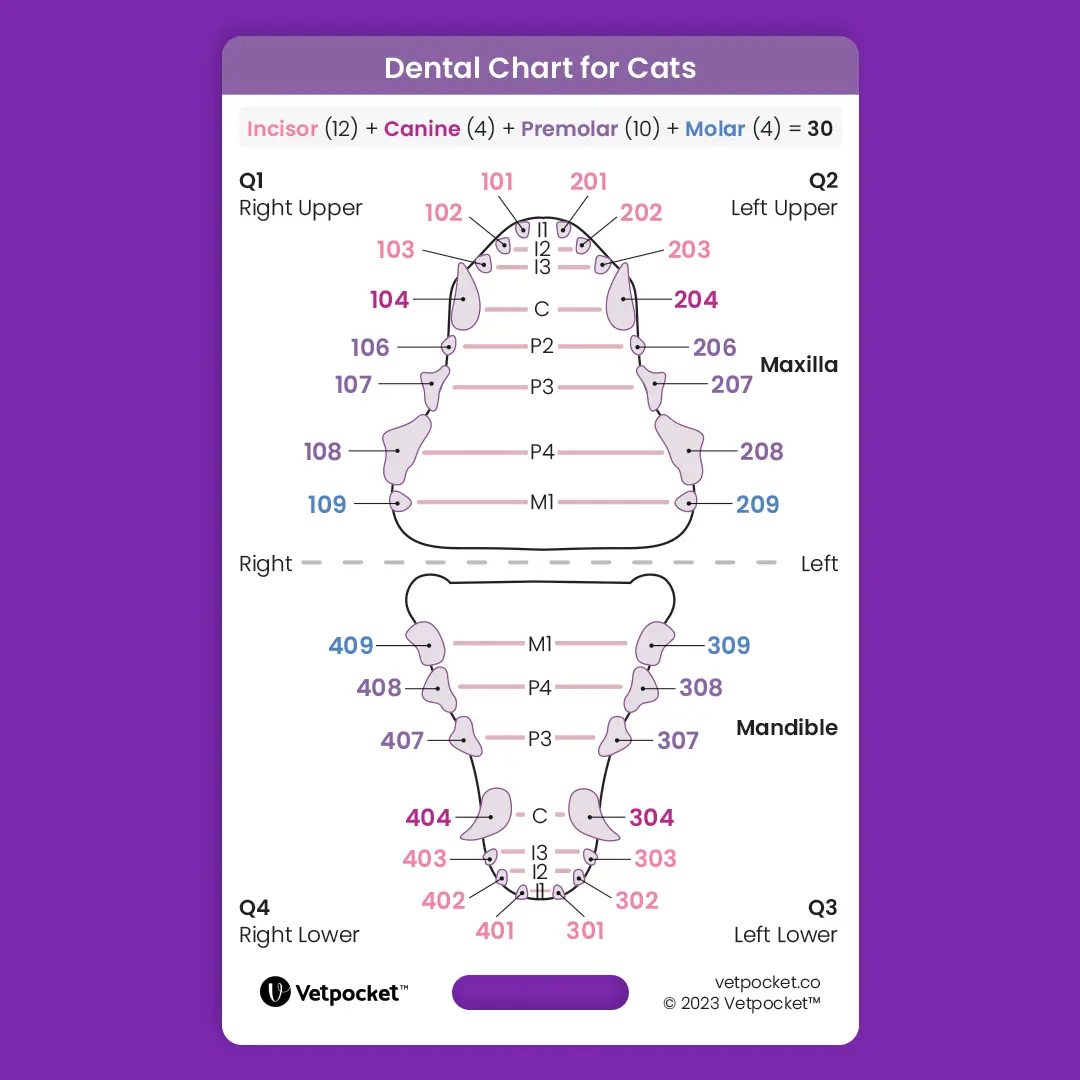 Dentistry for Cats Dentistry for Cats