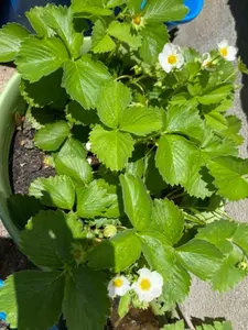 White Carolina Strawberries (pineberries)- Live white strawberry plants