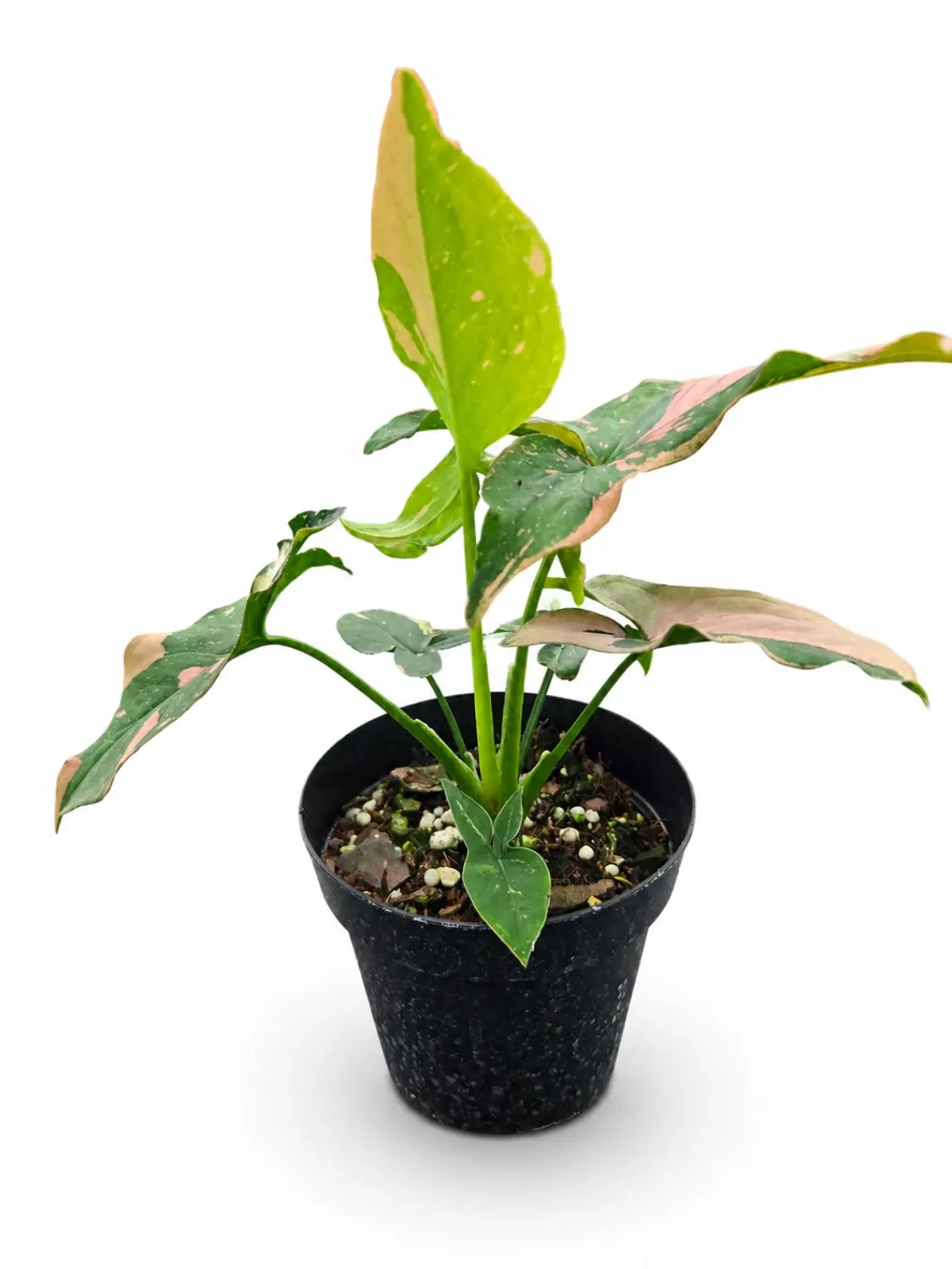 Syngonium Pink Splash, Easy Care, Variegated Foliage, Compact, Tropical Houseplant