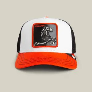 Tricolor Stallion