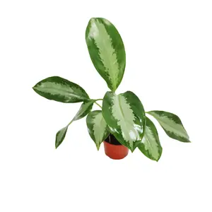 Aglaonema Silver Moon - 4'' from California Tropicals