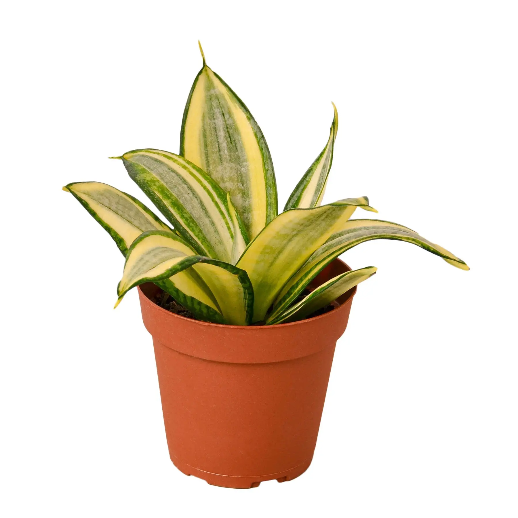 Snake Plant Gold Hahnii low maintenance indoor houseplant