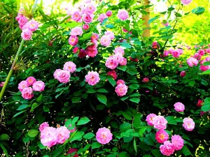 200 Pcs Mix Climbing Rose Rosa Bush Vine Climber Fragrant Butterfly Flower Seeds