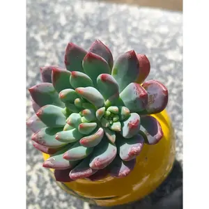 2"Live Succulent(Blue apple)