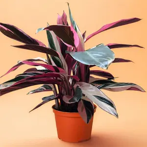 Stromanthe Magenta Triostar - Indoor Live Plant, Medium, Pet Friendly, Rare Plants, Multicolor Leaves, Bright Light, Perfect Gift, Home Decor, Houseplant