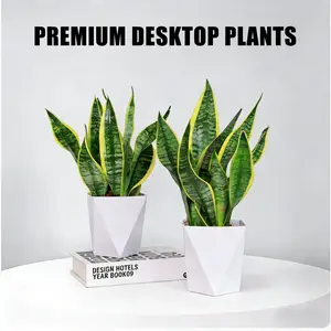 Snake Plant (Sansevieria) | Air-Purifying Indoor Plant — Low Maintenance & Perfect for Any Home