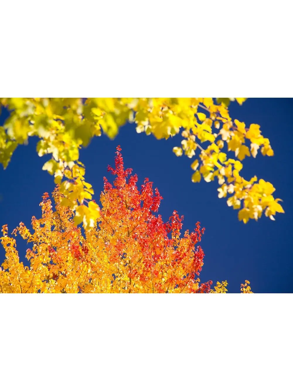 Autumn Trees Poster Print - 20 x 13