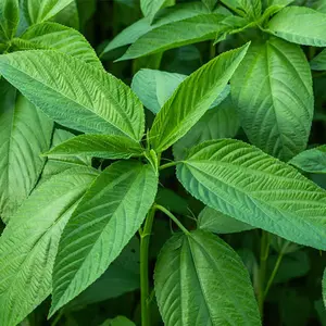 Green Jute "Rau Day Xanh" Egyptian Spinach 50+ Seeds Heirloom (Corchorus olitorius)