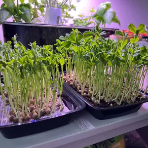 Speckled Sprouting Pea Microgreens Organic Seeds (Pisum sativum) Sweet, crunchy microgreens with attractive speckled seeds; high-yielding, fast sprouting, and perfect for fresh greens and juicing