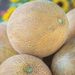 25 Cantaloupe Seeds Sweet Muskmelon Fruit for Home Garden Round Melons with Netted Skin Ideal for Summer Planting in Zones 7-10