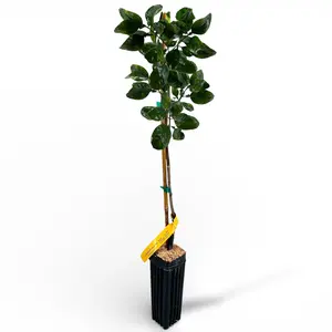 Oroblanco Grapefruit Tree | Sweet Seedless Pomelo Hybrid, Low Bitter & Juicy Citrus | Premium Indoor Outdoor Citrus Tree | No Ship CA AZ LA FL