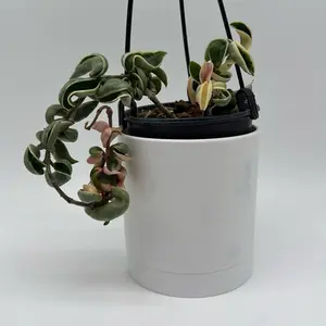 Variegated Hoya compacta Hindu Rope Plant with Unique Greenery & Low Maintenance for Indoor Environments