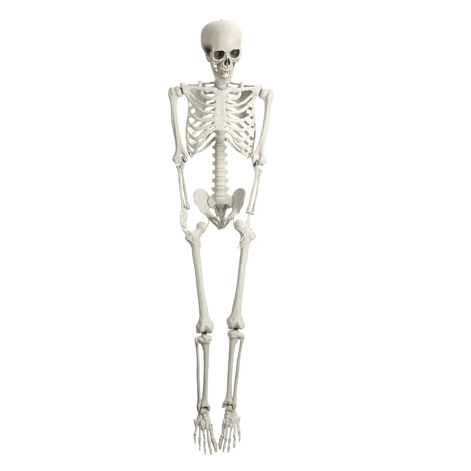5.4FT 3FT Skeleton, 36" Full Body Halloween Skeleton with Movable Posable Joints, Plastic Realistic Human Bones Prop for Halloween Graveyard Yard Lawn Outdoor Haunted House Decorations