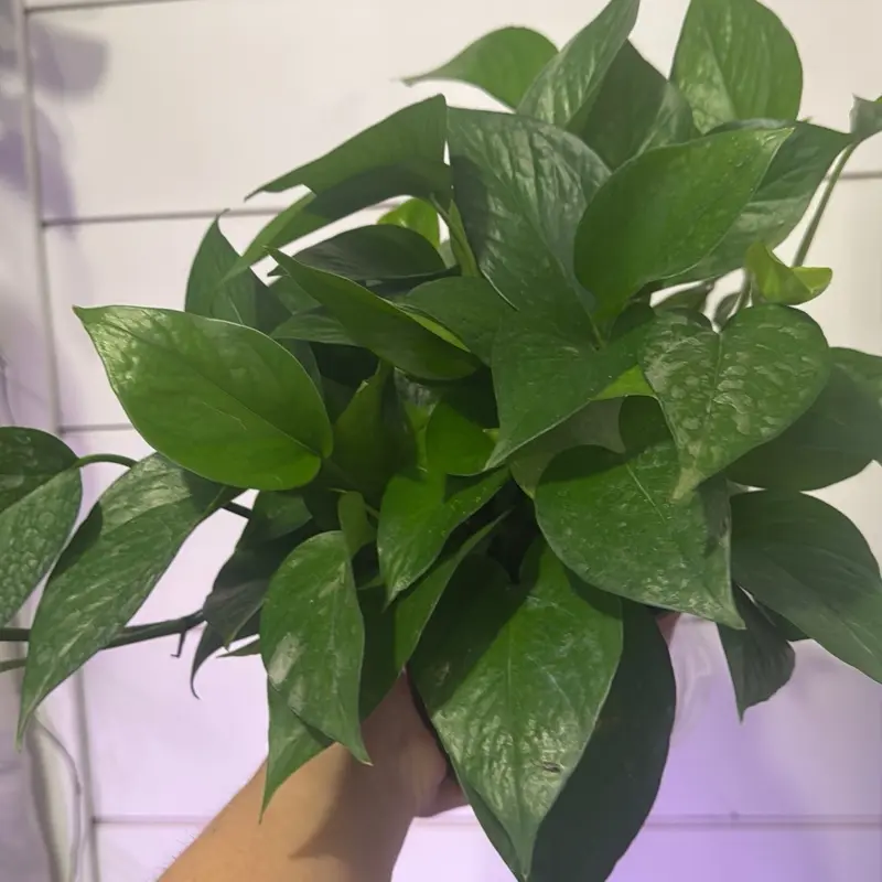 Pothos Jade - Vibrant Green Leaves, Easy Care, Perfect for Indoor Plants, Enhances Air Quality