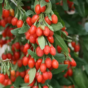 Goji Berry (Lycium barbarum) Open Pollinated Seeds – Hardy Shrub, Antioxidant-Rich Red Berries, Superfood Garden Favorite