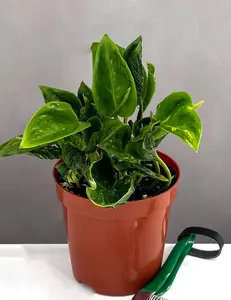 Pothos Shangri La