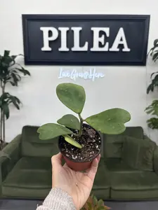 Hoya kerrii Vine – 4" Sweetheart Hoya, Trailing Heart-Leaf Plant for Bright Light Spaces