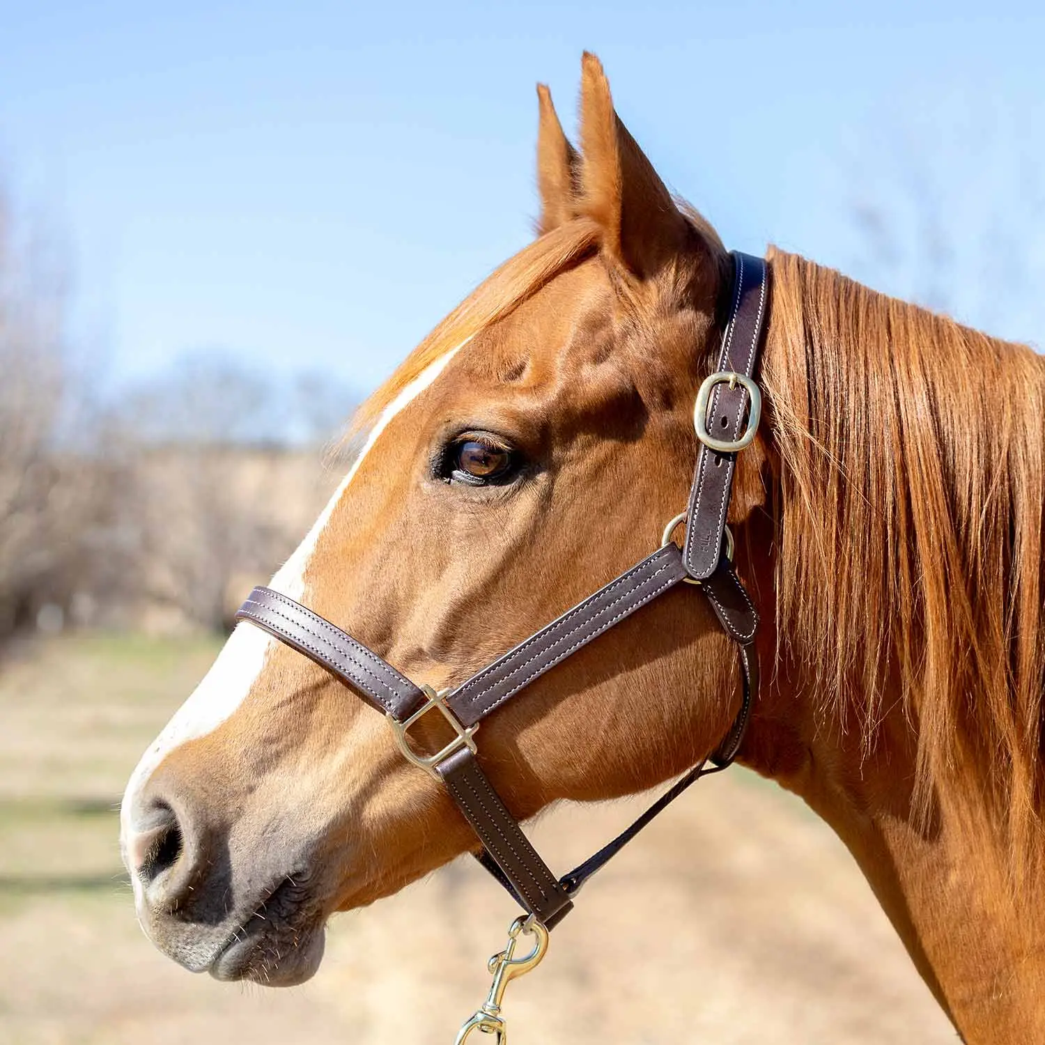 Jeffers Lexington Triple Stitched Leather Halter – Premium Pre-Oiled Adjustable Horse Halter, Breakaway Option, Durable & Comfortable Equestrian Tack