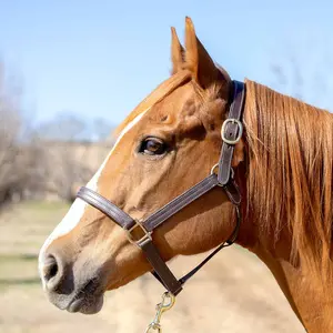 Jeffers Lexington Triple Stitched Leather Halter – Premium Pre-Oiled Adjustable Horse Halter, Breakaway Option, Durable & Comfortable Equestrian Tack