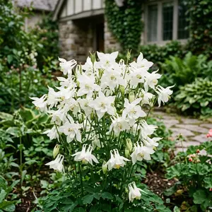 350 White Columbine Seeds for Planting - Heirloom White Columbine Flower Seeds for Home Garden