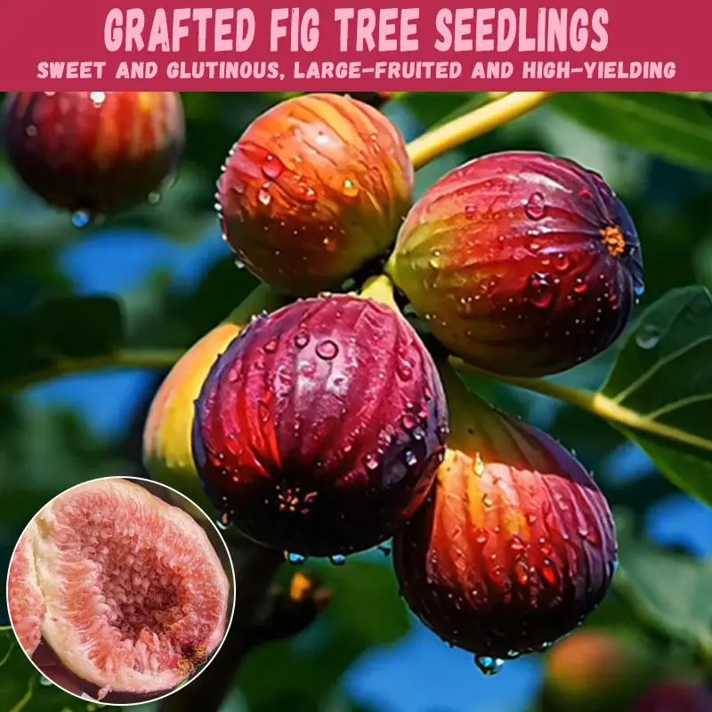 Grafted Red Fig Bare Root Seedling, Sweet Glutinous Large Fruit High Yield Live Fig Tree For Home Garden
