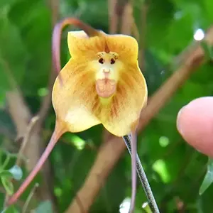 GARDEN Mix Monkey Face Orchid Seed 200 Seeds Rare Dracula Simia Plant an Exciting New Addition Exotic Charm Beautiful Potted Plants