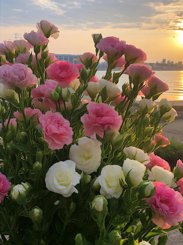 1000 Lisianthus Seeds - Mixed Color Perennial Lisianthus Seeds, Thornless Rose Seeds, Good for Planting, Wildflowers, Non-GMO, Gardens, Indoor Flowers