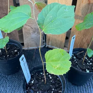 Sherbet Berry Plant - Phalsa - Grewia asiatica - LIVE Plant