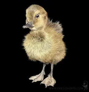 Brown Taxidermy Duckling