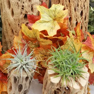 Air Plant Clumps - Tillandsia ionantha clumps