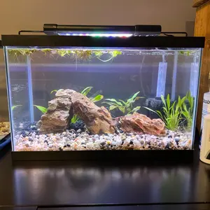 5 Gallon Fish Tank - Ideal for Home Aquariums