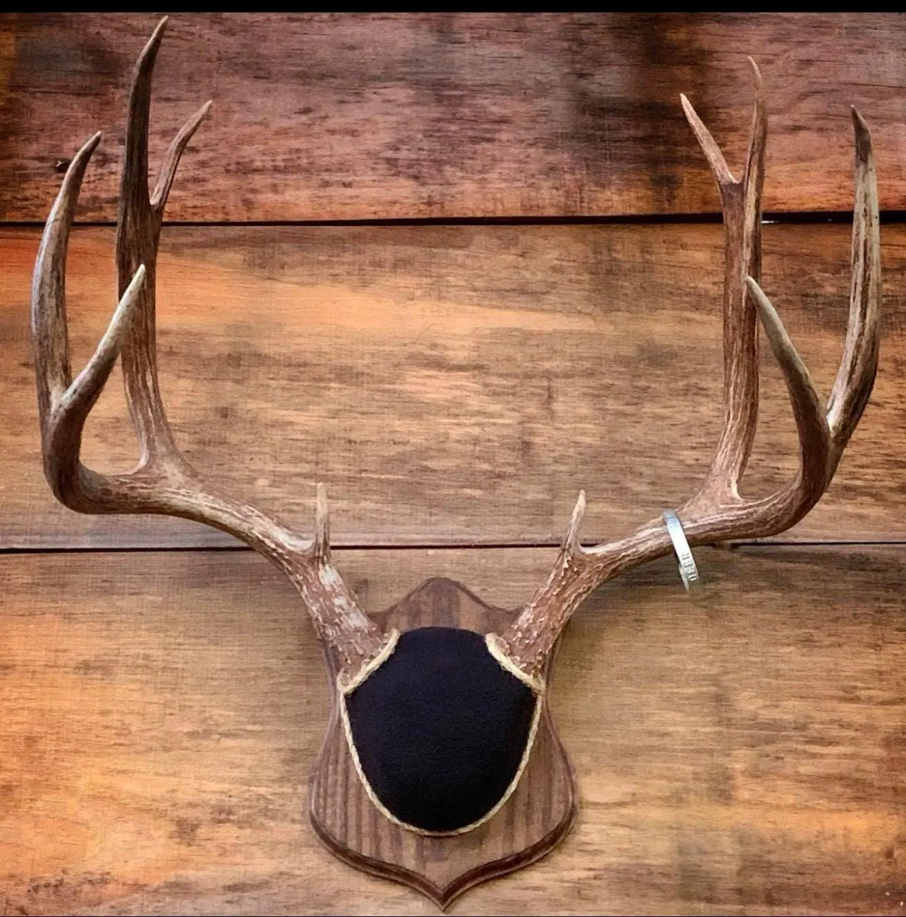 Antler Mounting Kit w. Instructional Video