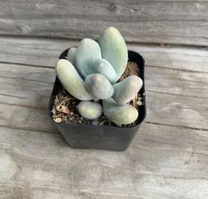 Live Blue Moonstone Plant - Pachyphytum Oviferum Plant - Blue Succulent Plant - 2 Inch Pot