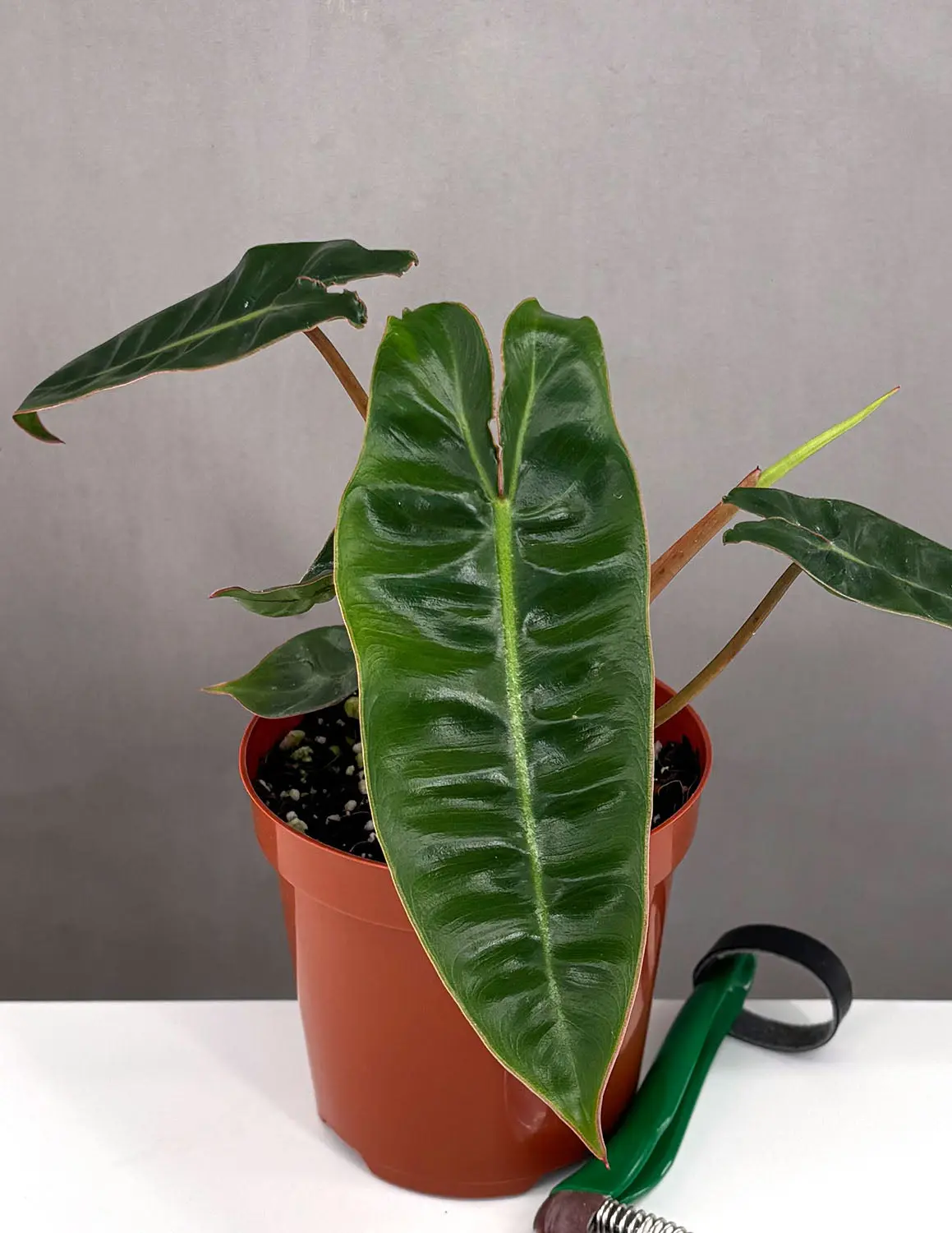 philodendron tortum - TikTok Shop