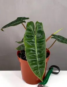 Philodendron Billietiae