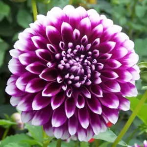 Purple White Dahlia Flower Plant 5 to 9 inch Tall, No Pot, Fast-Growing For Garden
