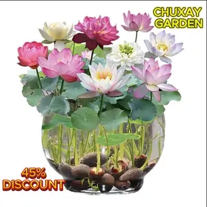 10 to 100 Seeds Multiple sizes available Mixed Color Bonsai Bowl Lotus Seeds , Exotic Water Lily Flower Plant Seeds for Ornamental Pond and Home Planting, Easy to Care for Greenery and Flowers, Living Room or Balcony and Home Planting.
