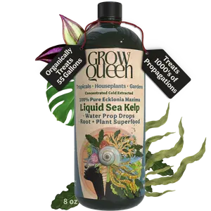 Liquid Sea Kelp Ecklonia Maxima Extract, Water Propagation Drop, Root & Plant Superfood