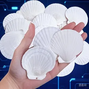 2"-3" Real Ocean Seashells for DIY Crafts - Natural White Scallop Shells from Beach - Perfect for Painting, Wedding Decor, Ocean Themed Party - Reusable Decorative Seashells - Bulk 30PCS for Art Projects Ornaments