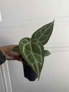 Anthurium Crystallinum (XL)