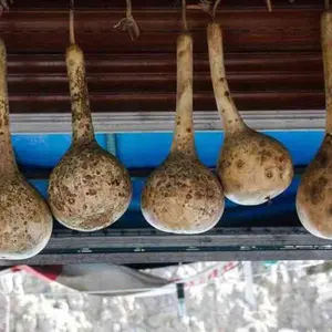 Gourd Seeds - Dipper Long Handle