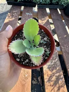Mother of Thousands Plant 4 inch Pot