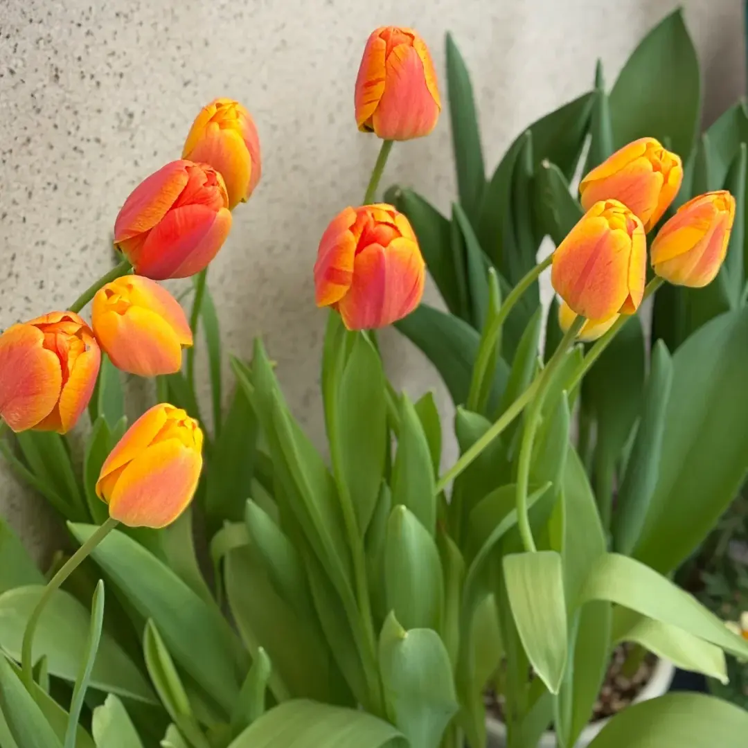 Premium Daydream Tulip Bulbs, Gorgeous Sunrise Orange Apricot Gradient Tulips, Low-Care Spring Perennial Bulbs, Ideal for Backyard Landscaping, Balcony Potted Plants & Fresh Cut Flowers