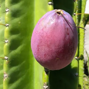 Cactus Peruvian Apple Seeds (Cereus peruvianus) – Ornamental and Edible, Large Night-Blooming Flowers, Drought Tolerant – 10+ Seeds