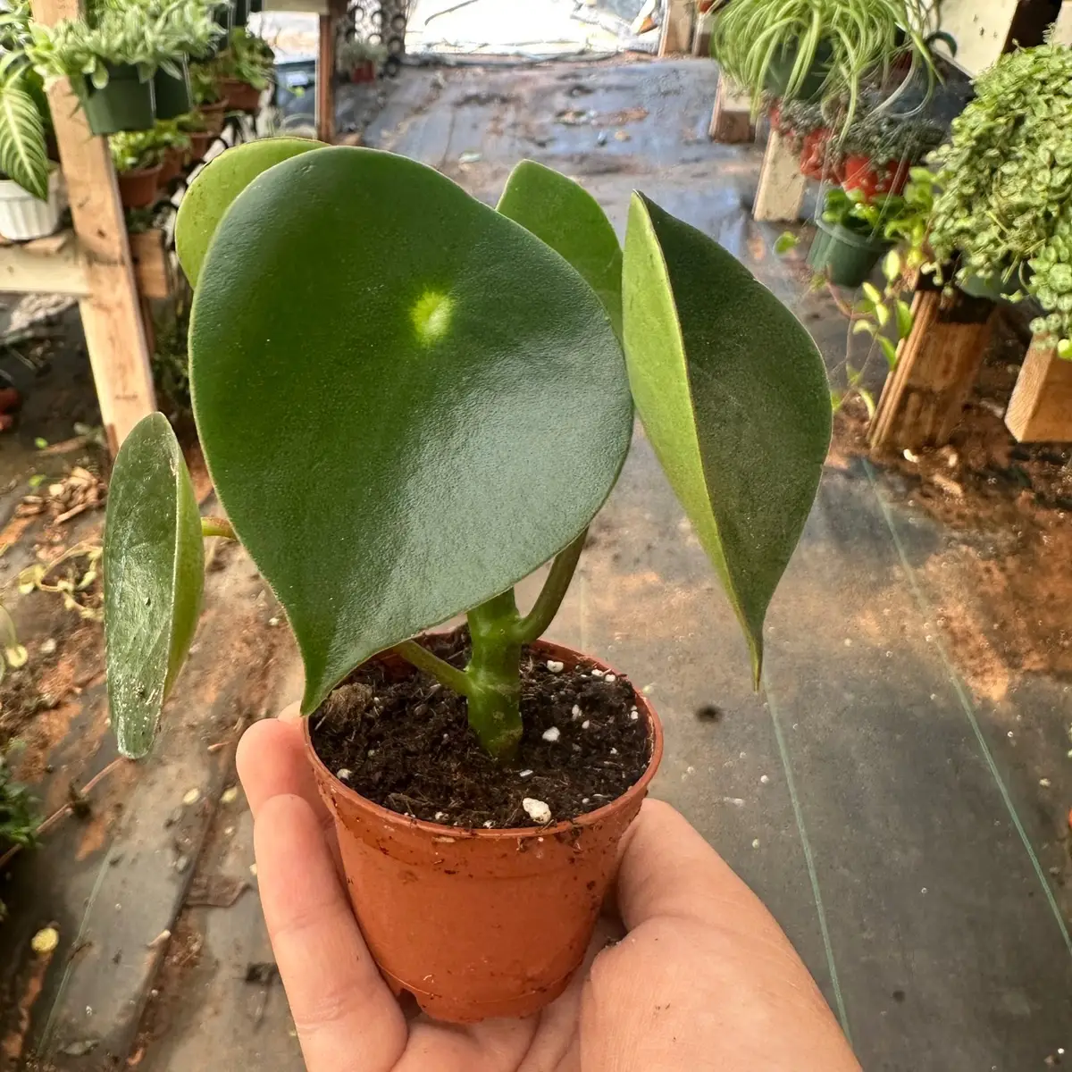 Peperomia raindrop owl eye plant 2 in pt