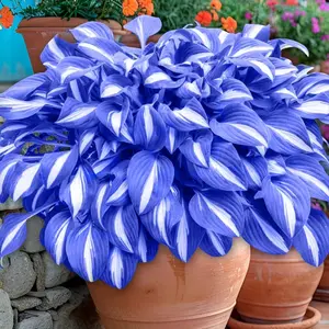 800 Blue Hosta Seeds  | Stunning Perennial Plants with Bold, Cool-Toned Foliage | Ideal for Outdoor Gardens, Shade Areas & Borders | Easy to Grow, Low Maintenance, and Perfect for Creating a Lush Landscape
