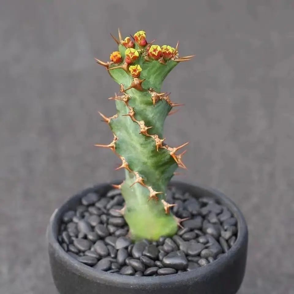 Rare Spiral Euphorbia Trigona Succulent - Columnar Twisted Stem, Sculptural Architectural Foliage, Full Sun, Low Water, Low Maintenance Houseplant, 3-5in Established Plant, Box Packaging for Indoor Windowsill Decor, Beginners