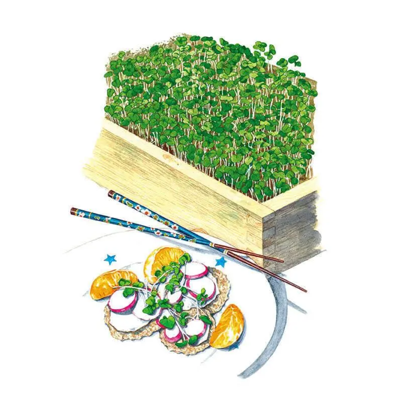 Umami Asian Blend Microgreens Plant Seeds for Home Garden Planting, Vegetable Seeds
