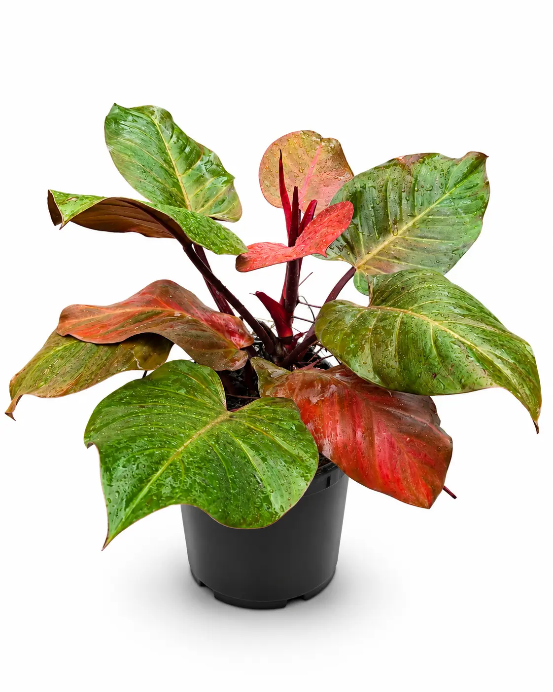 Philodendron McColley’s Finale, Low Maintenance, Live Plant, Color Changing Foliage, Tropical Houseplant, Rainforest Vibes